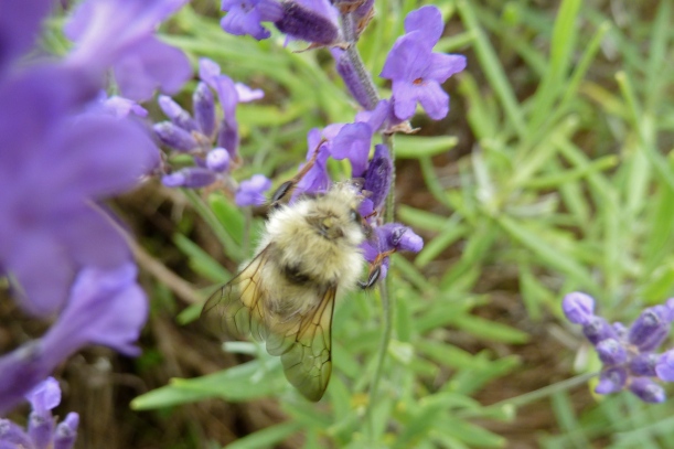 Honey bee savoring nectar on lavender blossom