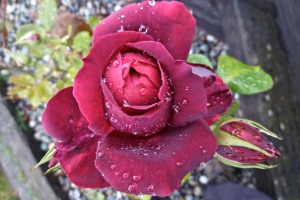 A late-blooming, fragrant fall rose.