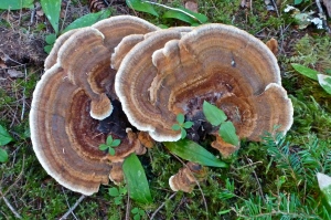 Dyer's Polypore often used for dyeing wool.