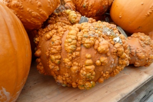 A warty pumpkin.