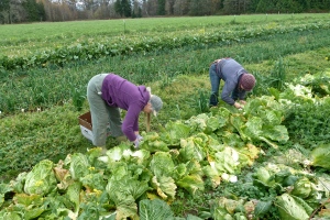 Gleaning Napa cabbage with Sally for the local food bank.