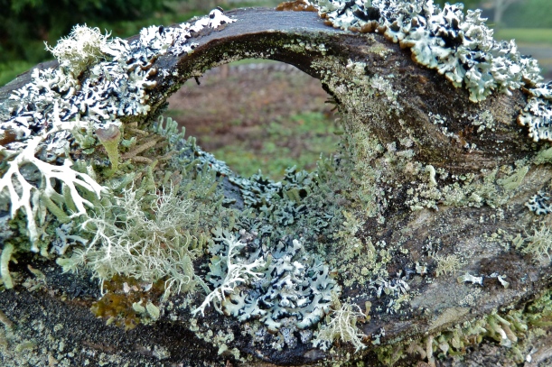 Rain-refreshed lichen covered knothole in old cedar fencepost. 