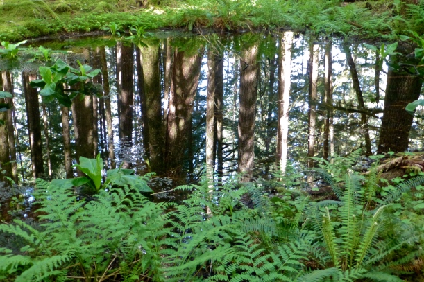 Sol Duc Reflection Pool in the Ancient Groves