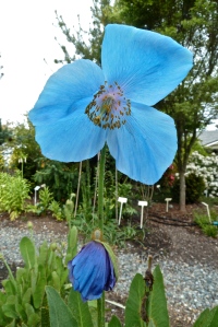 Tibetan Blue Poppy grown at Butchart Gardens since the 1920's.