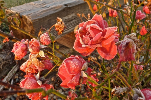 Frosted Fall Roses