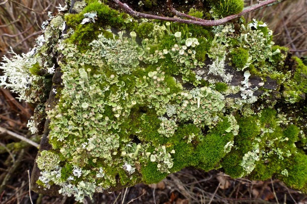 Water-fat lichens and mosses on old stump.