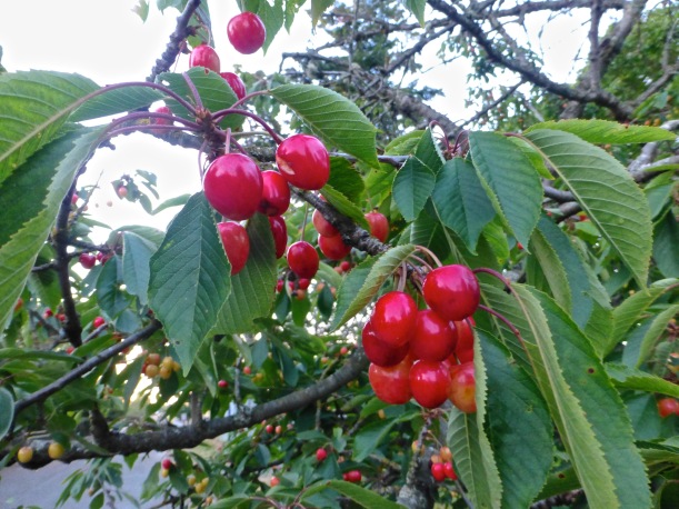 Ripening cherries on the old McComb Cabin cherry tree.
