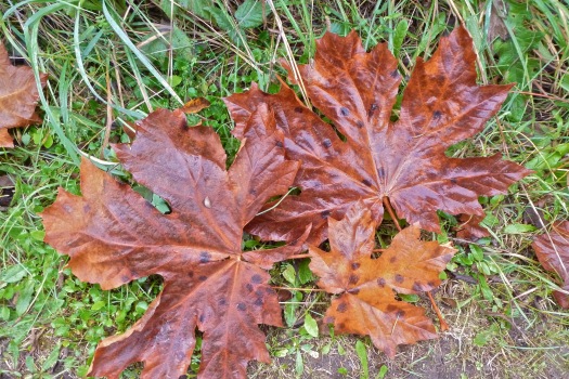 A wet, Bigleaf maple leaf